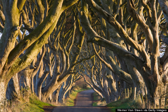 Dark Hedges, Ballymoney, Ireland, Vương quốc Anh. Những cây giẽ gai bên đường được gia đình nhà Stuart trồng vào thế kỷ 18 và đến giờ đã cuốn chặt lấy nhau, tạo nên một ảo ảnh đẹp mắt. 