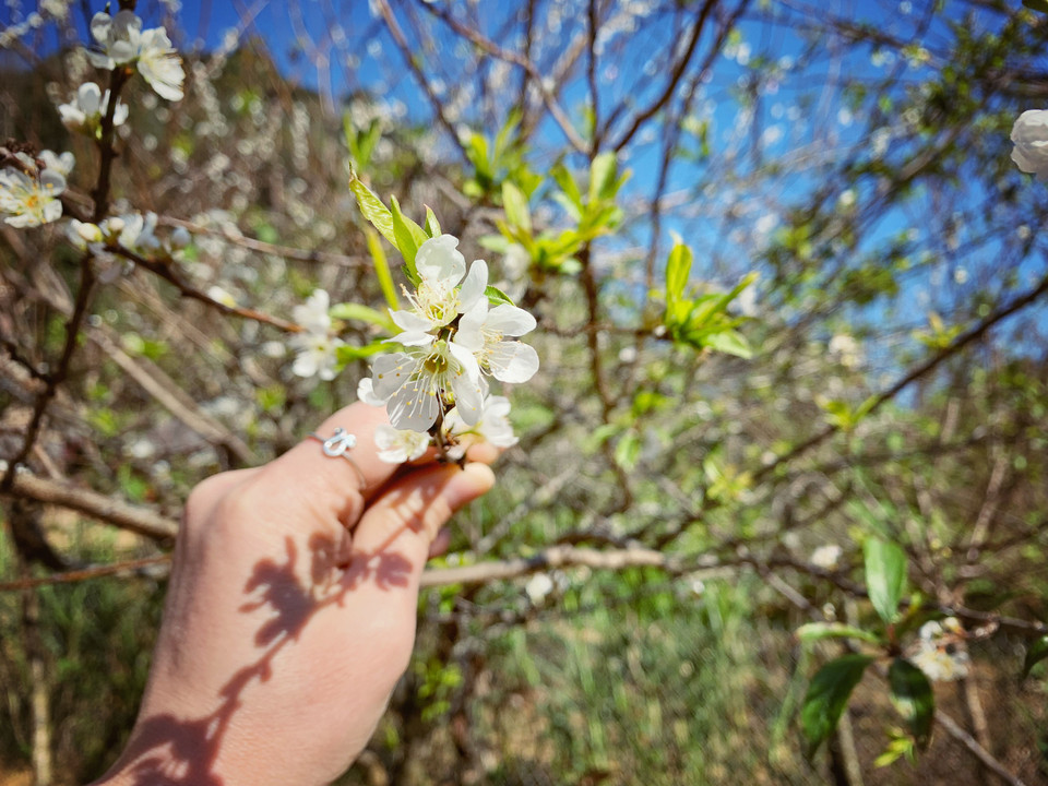 Mùa hoa đã về bản. (Ảnh: Mai Mai/Vietnam+)