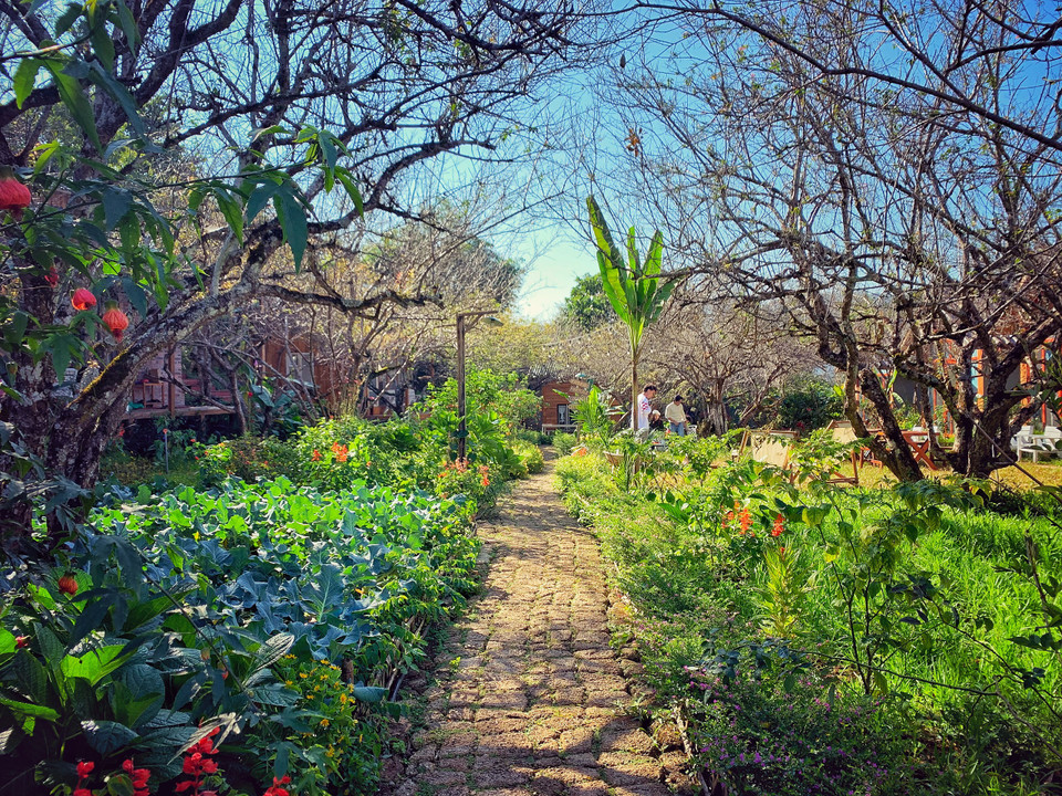 Lối đi mộc mạc xuyên giữa khu vườn, hai bên là những mái nhà gỗ lãng mạn. (Ảnh: Mai Mai/Vietnam+)