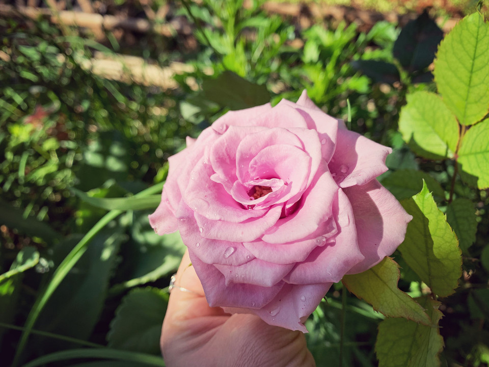 Sắc hoa sớm mai. (Ảnh: Mai Mai/Vietnam+)