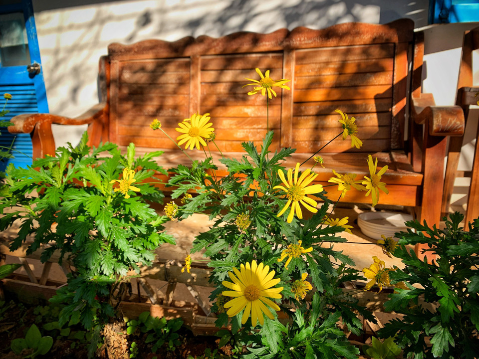 Góc nào cũng tràn ngập hoa, ánh nắng và xinh xắn như thế này. (Ảnh: Mai Mai/Vietnam+)