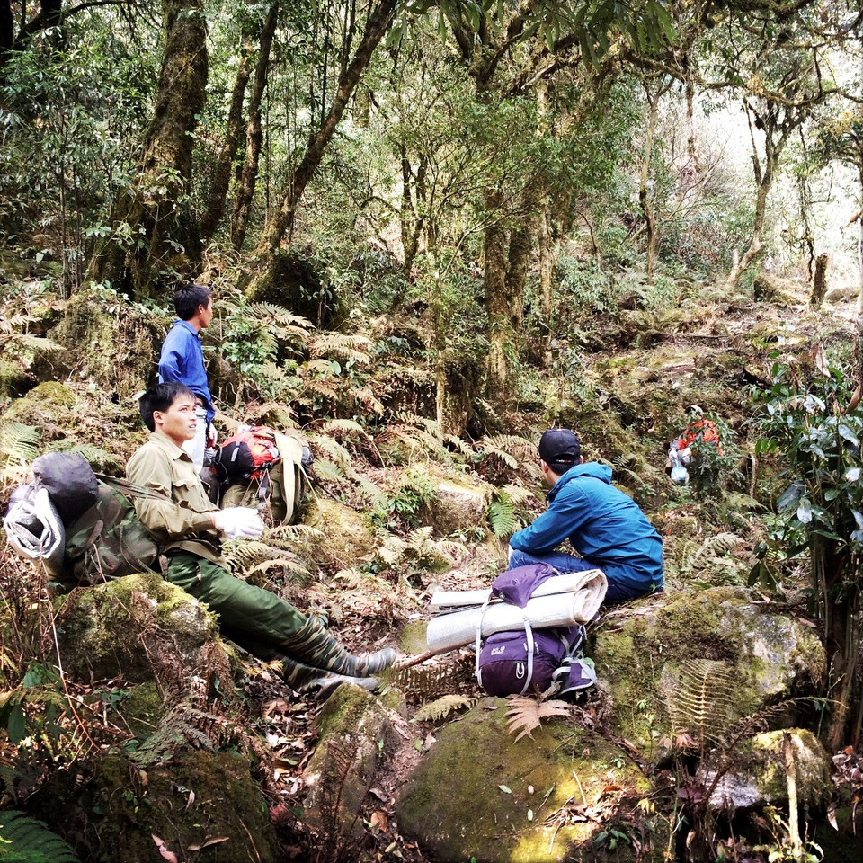 Các bạn trẻ trong đoàn cho biết, rất thích thú vì lần đầu tiên được chiêm ngưỡng rừng phong cổ thụ đẹp như vậy. (Ảnh: Xuân Mai/Vietnam+)