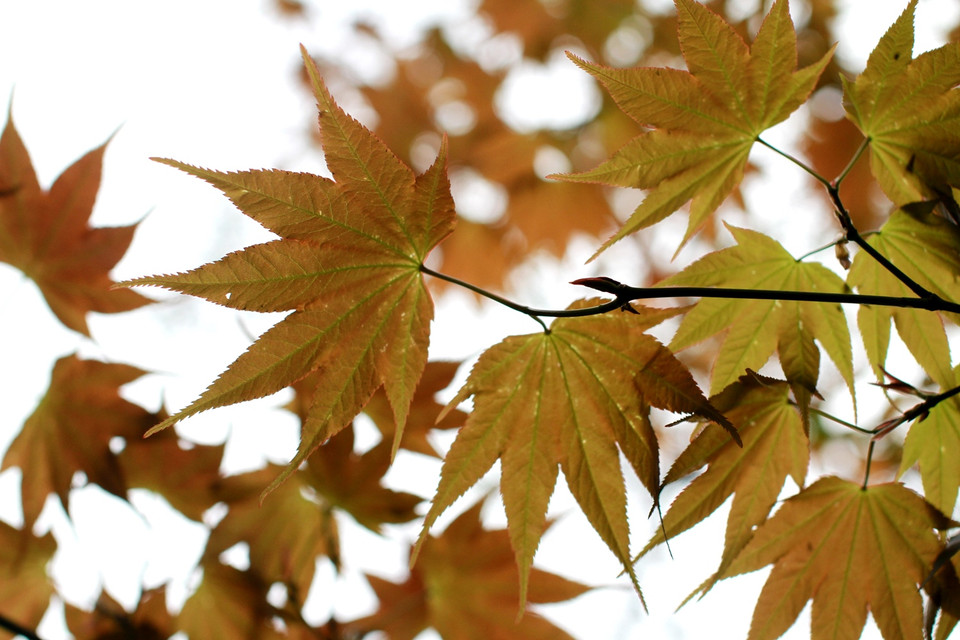 Nếu ở Đà Lạt cây phong mọc rải rác với số lượng nhỏ vài chục cây... (Ảnh: Xuân Mai/Vietnam+)