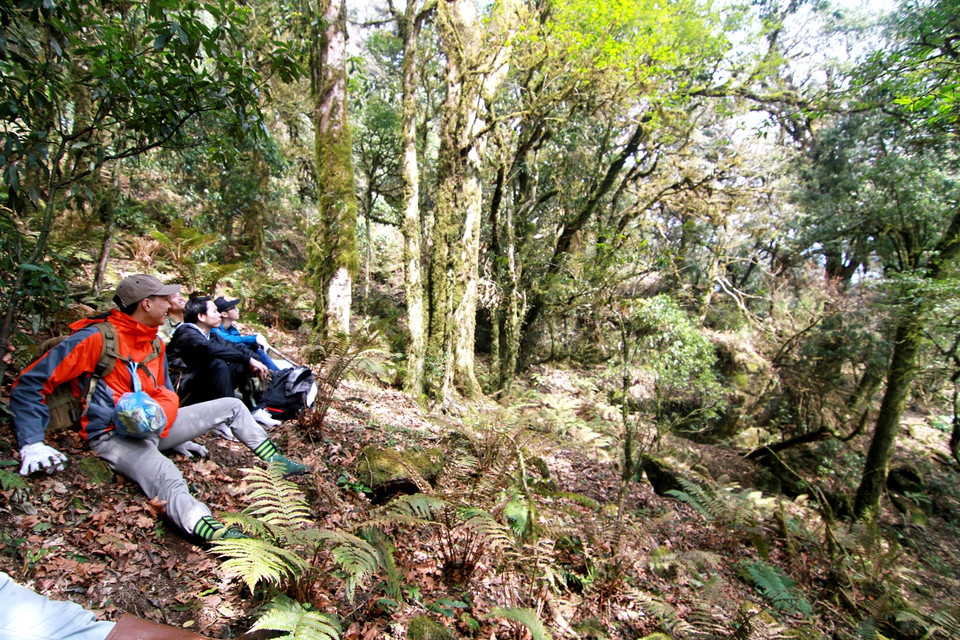 Các bạn trẻ thích thú ngồi nghỉ dưới tán phong trong rừng già. (Ảnh: Xuân Mai/Vietnam+)