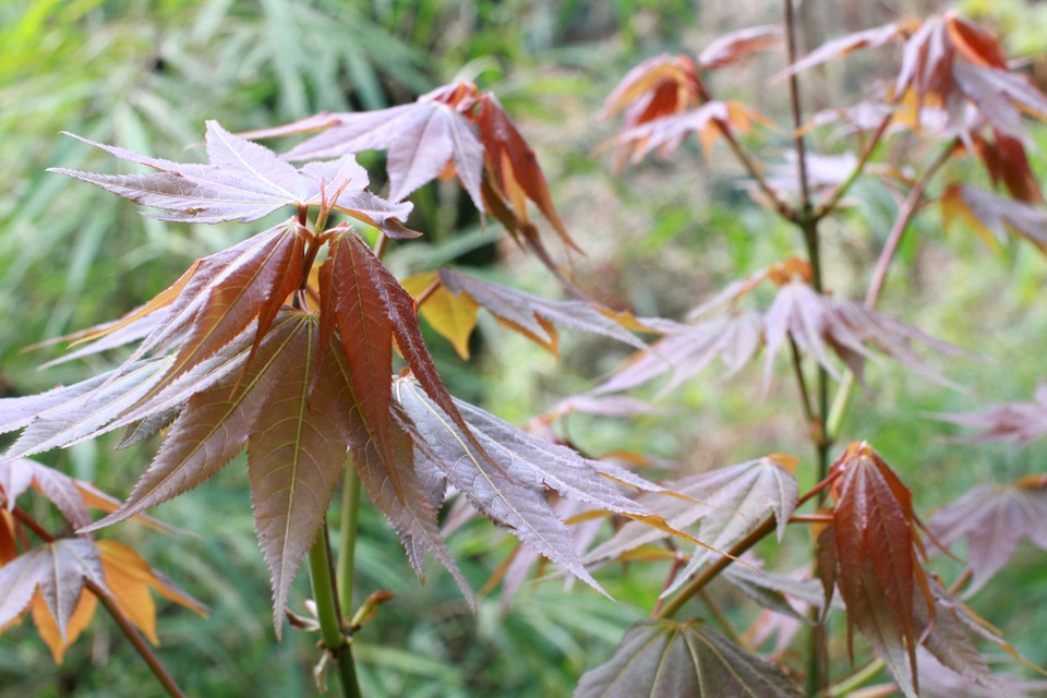 Từng ngạc nhiên khi chiêm ngưỡng rừng phong ở Đà Lạt vào mùa lá đỏ vì tưởng rằng đây là rừng phong tự nhiên lớn nhất Việt Nam. (Ảnh: Xuân Mai/Vietnam+)