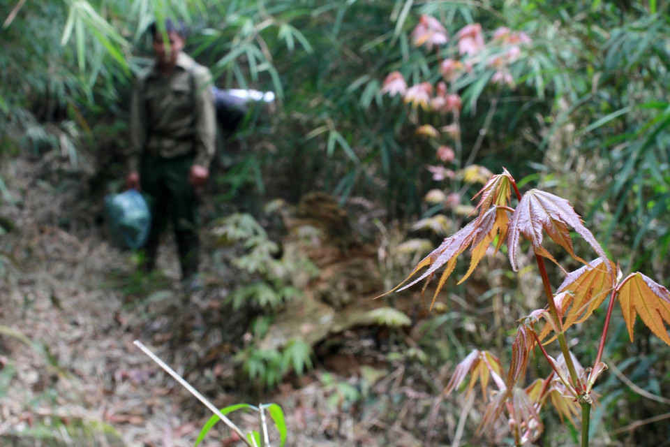 Nhưng khi đến núi Tả Liên tôi khám phá ra rằng nơi này mới thực sự là 'địa bàn' cây phong của cả nước. (Ảnh: Xuân Mai/Vietnam+)