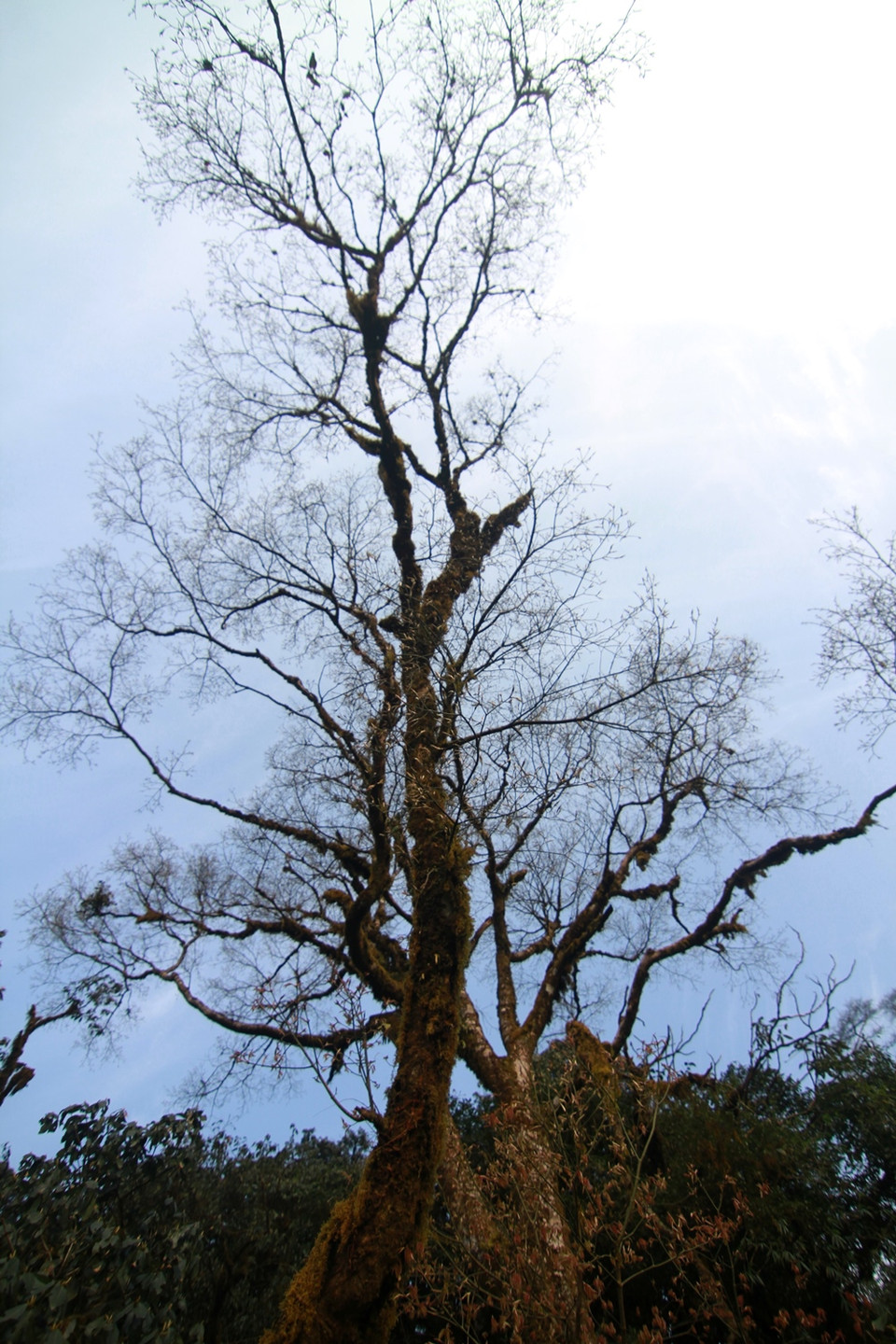 Mọc ở độ cao khoảng hơn 2.000m, cây phong được phủ kín địa y, khoác lên mình một vẻ ma quái. (Ảnh: Xuân Mai/Vietnam+)