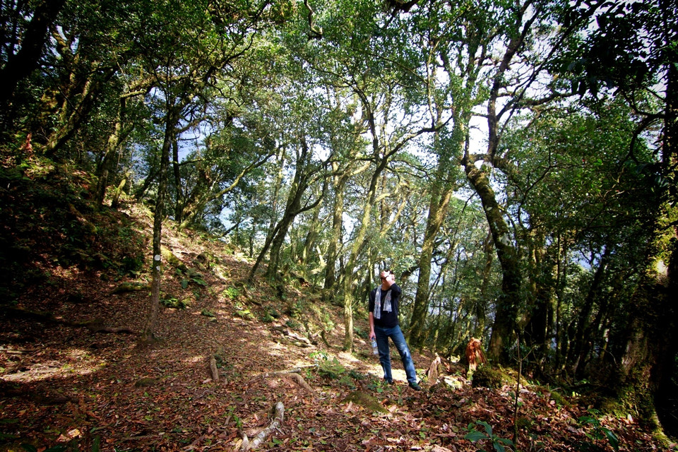 Đứng nghỉ dưới tán cây, dưới chân là thảm lá phong dày và hít thở không khí của rừng già thực sự là cảm giác vô cùng tuyệt vời. (Ảnh: Xuân Mai/Vietnam+)