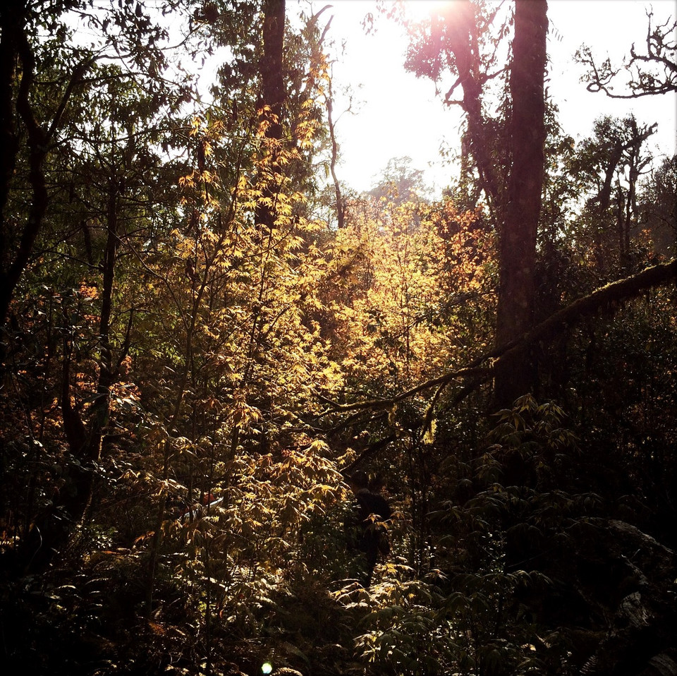 Những tán lá phong rực lên trong vạt nắng chiều. (Ảnh: Xuân Mai/Vietnam+)