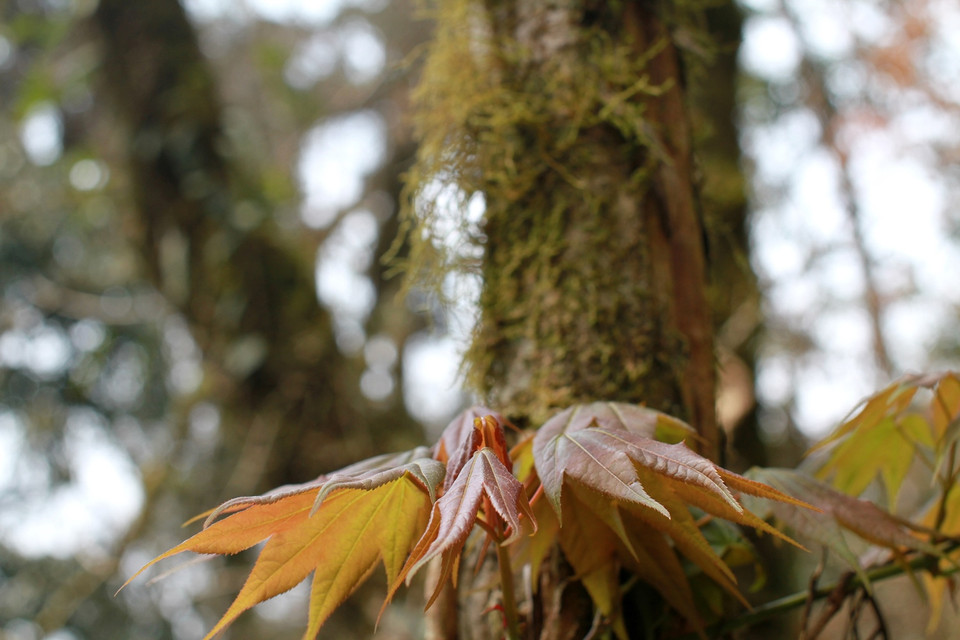 Đặc biệt, do là rừng nguyên sinh nên cây phong ở Tả Liên mọc giữa những rêu phong, và địa y tạo nên phong cảnh vô cùng độc đáo, ấn tượng. (Ảnh: Xuân Mai/Vietnam+)