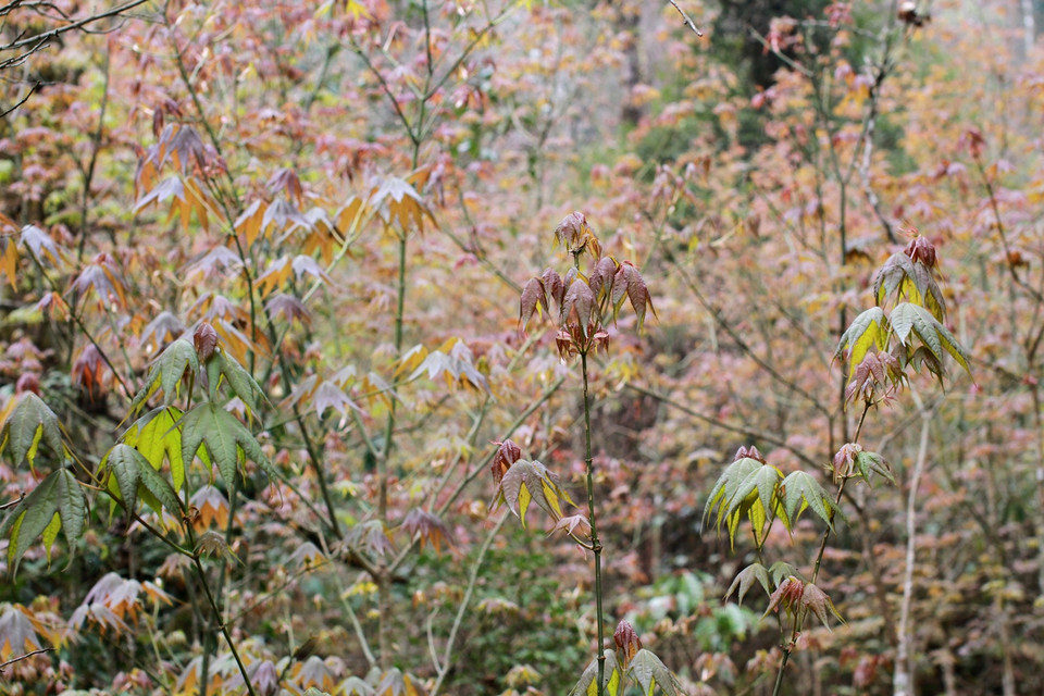 Thì từ độ cao khoảng 1.800m của núi Tả Liên, những cây phong mọc thành từng vạt và số lượng lớn không đếm xuể. (Ảnh: Xuân Mai/Vietnam+)