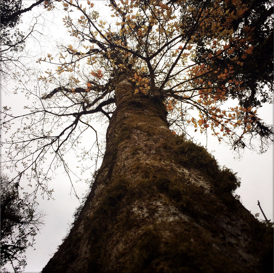 Cây phong cổ thụ lớn nhất mà chúng tôi gặp trên đường lên đỉnh Tả Liên - núi có độ cao 2.993m so với mặt nước biển và thuộc tốp những đỉnh núi cao nhất Việt Nam. (Ảnh: Xuân Mai/Vietnam+)