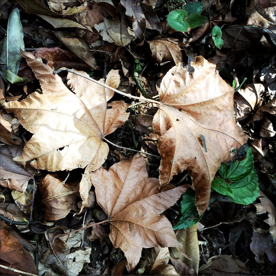 (Ảnh: Xuân Mai/Vietnam+)