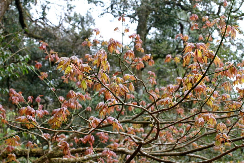 (Ảnh: Xuân Mai/Vietnam+)