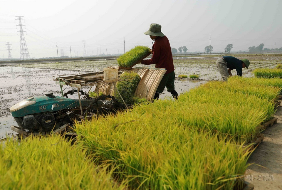 Hà Nội đang rút ngắn khoảng cách tụt hậu, thúc đẩy tăng trưởng kinh tế, đẩy nhanh quá trình công nghiệp hóa, hiện đại hóa Thủ đô. Trong ảnh: Nông dân chuẩn bị mạ để cấy bằng máy ở khu vực thị trấn Quốc Oai, huyện Quốc Oai. (Ảnh: Vũ Sinh/TTXVN)