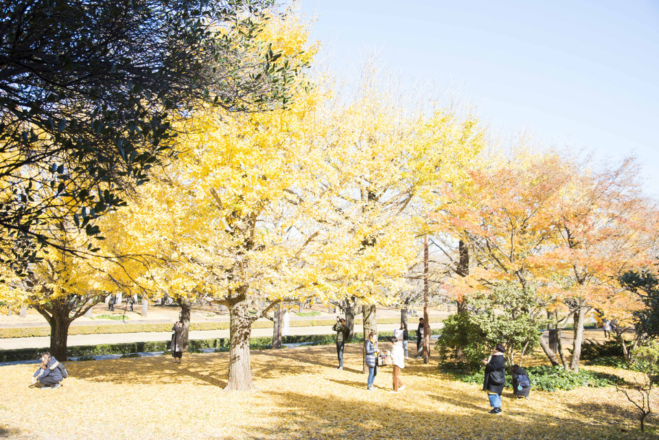 Một góc hàng cây bạch quả tại công viên quốc gia Showa Kinen, thủ đô Tokyo, Nhật Bản. (Ảnh: Thành Hữu/Vietnam+)