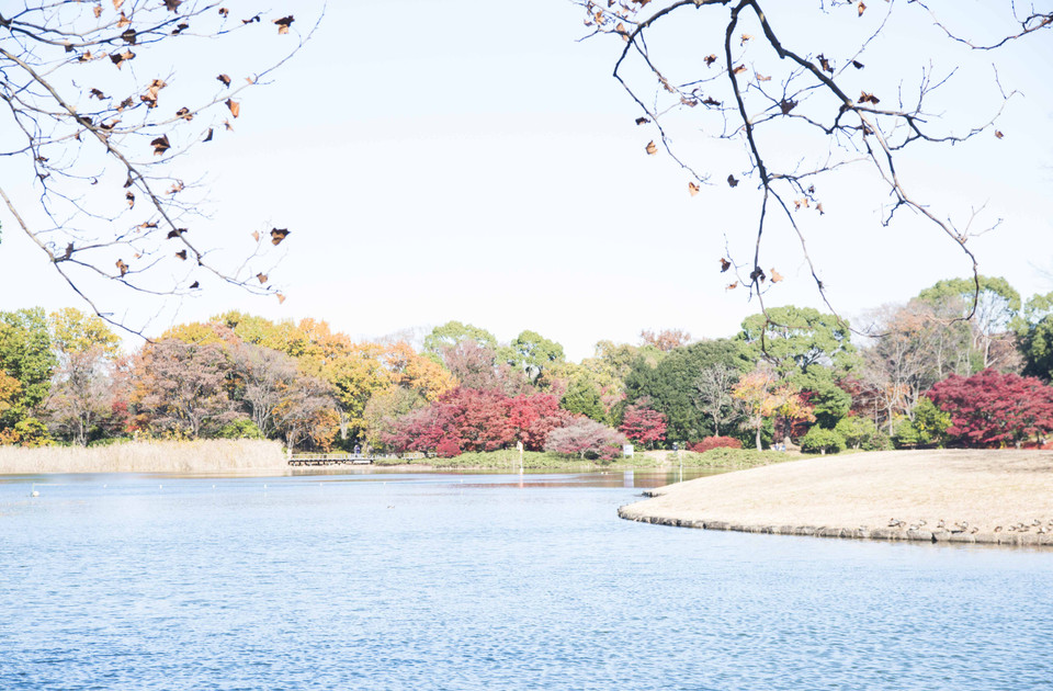 Mùa Thu tại Công viên quốc gia Showa Kinen (công viên kỷ niệm thời kỳ Chiêu Hòa), thủ đô Tokyo, Nhật Bản. (Ảnh: Thành Hữu/Vietnam+)