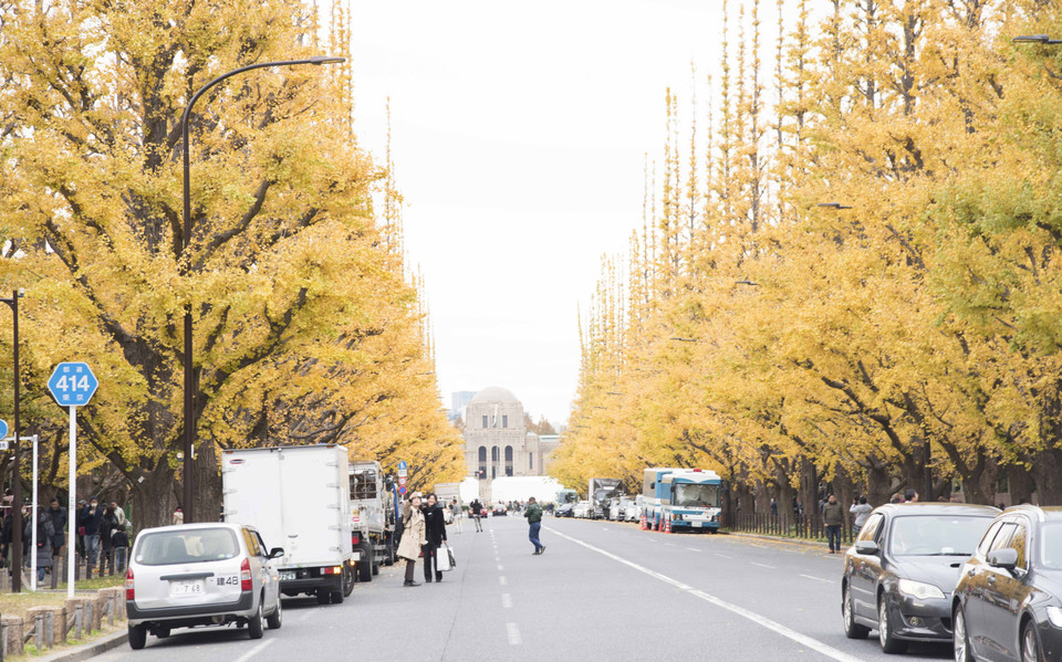 Đại lộ 'Icho Namiki' là tên dân gian đặt cho con đường có hàng cây bạch quả. Icho Namiki tại Aoyama, Shibuya, Tokyo là con đường dẫn thẳng tới Nhà trưng bày tưởng niệm thời đại Minh Trị của Nhật Bản. (Ảnh: Thành Hữu/Vietnam+)