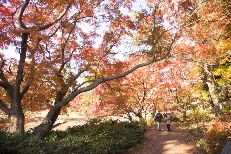 Một góc đỏ màu lá phong tại công viên Showa Kinen, thủ đô Tokyo, Nhật Bản. (Ảnh: Thành Hữu/Vietnam+)