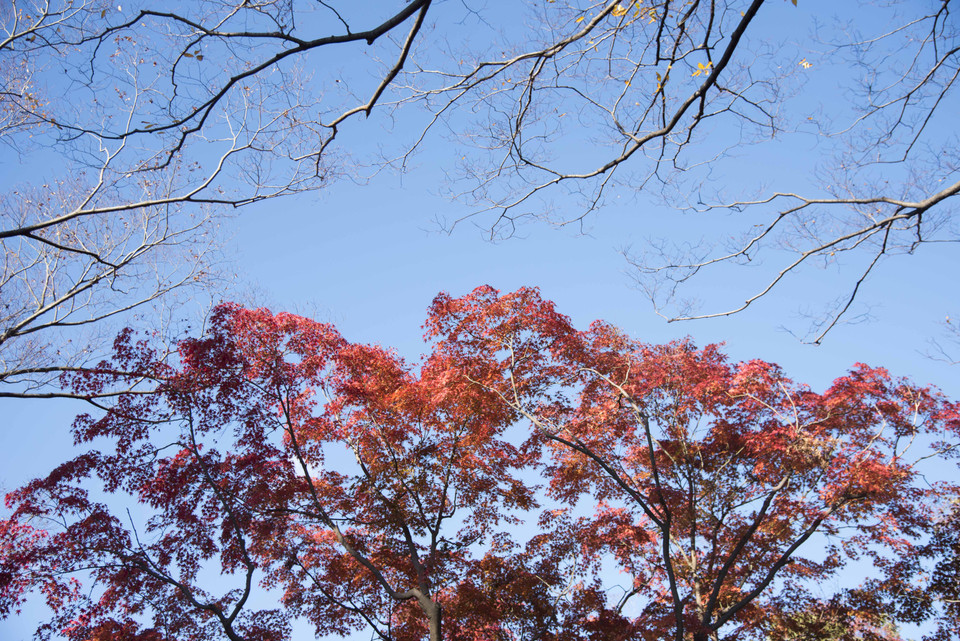 Bức tranh giao mùa tại công viên Showa Kinen, thủ đô Tokyo, Nhật Bản. (Ảnh: Thành Hữu/Vietnam+)