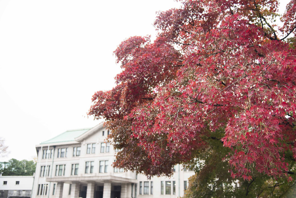 Một cây lá phong đỏ trong Hoàng cung tại thủ đô Tokyo, Nhật Bản. (Ảnh: Thành Hữu/Vietnam+)