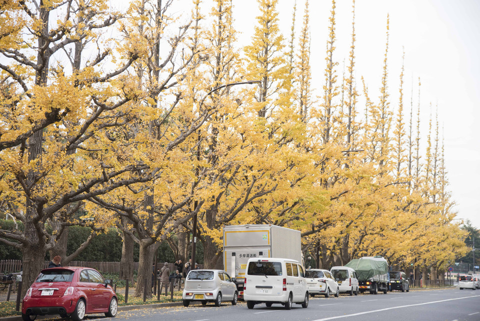Những hàng cây bạch quả tại khu Aoyama, quận Shibuya không đẹp như mọi năm do ảnh hưởng của cơn bão Hagibis, siêu bão đổ bộ vào Tokyo hôm 13/10. (Ảnh: Thành Hữu/Vietnam+)