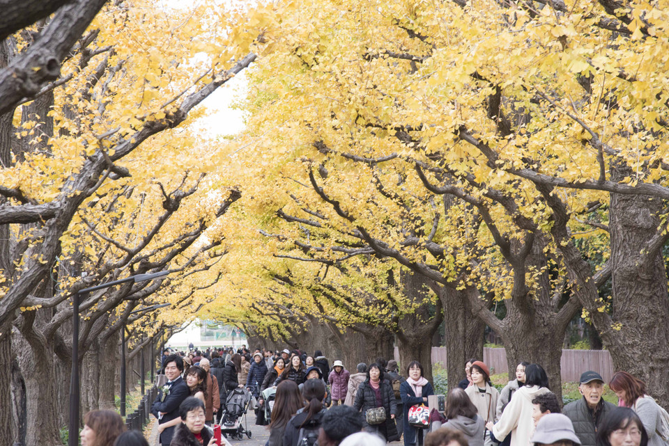 Những hàng cây bạch quả tại khu Aoyama, quận Shibuya, thủ đô Tokyo là điểm quen thuộc ngắm lá vàng của người dân thủ đô và du khách. (Ảnh: Thành Hữu/Vietnam+)