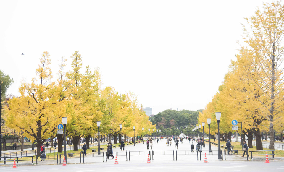Hàng bạch quả gần ga Tokyo lá đã chuyển gần hết sang màu vàng. (Ảnh: Thành Hữu/Vietnam+)