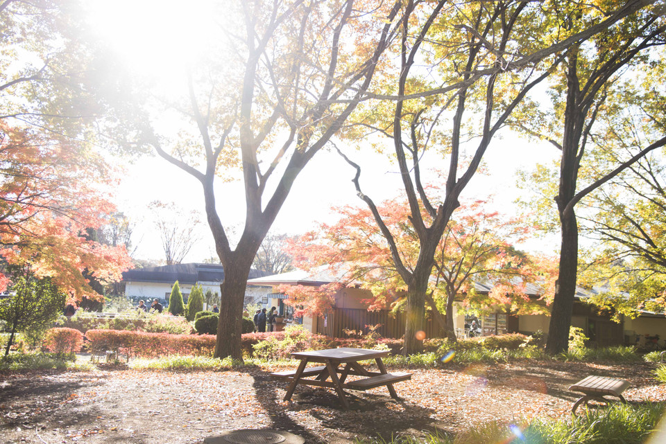 Bức tranh chiều Thu tại công viên Showa Kinen, thủ đô Tokyo, Nhật Bản. (Ảnh: Thành Hữu/Vietnam+)