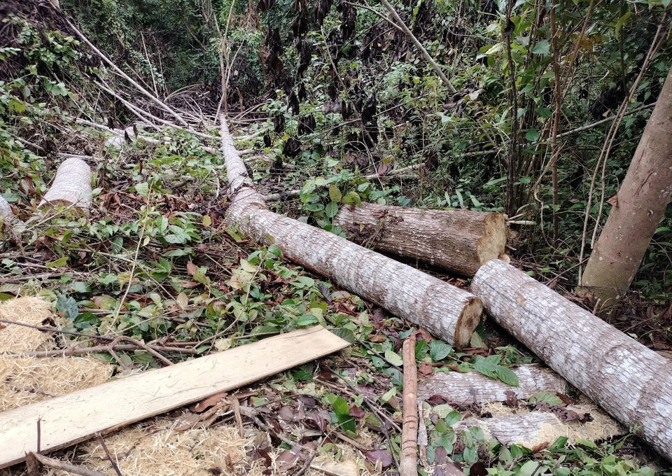 Thân cây to bị lâm tặc cưa hạ, cắt khúc nằm ngổn ngang trong rừng thuộc địa bàn xã Quảng Lâm, huyện Mường Nhé, tỉnh Điện Biên. (Ảnh: Xuân Tiến/TTXVN)