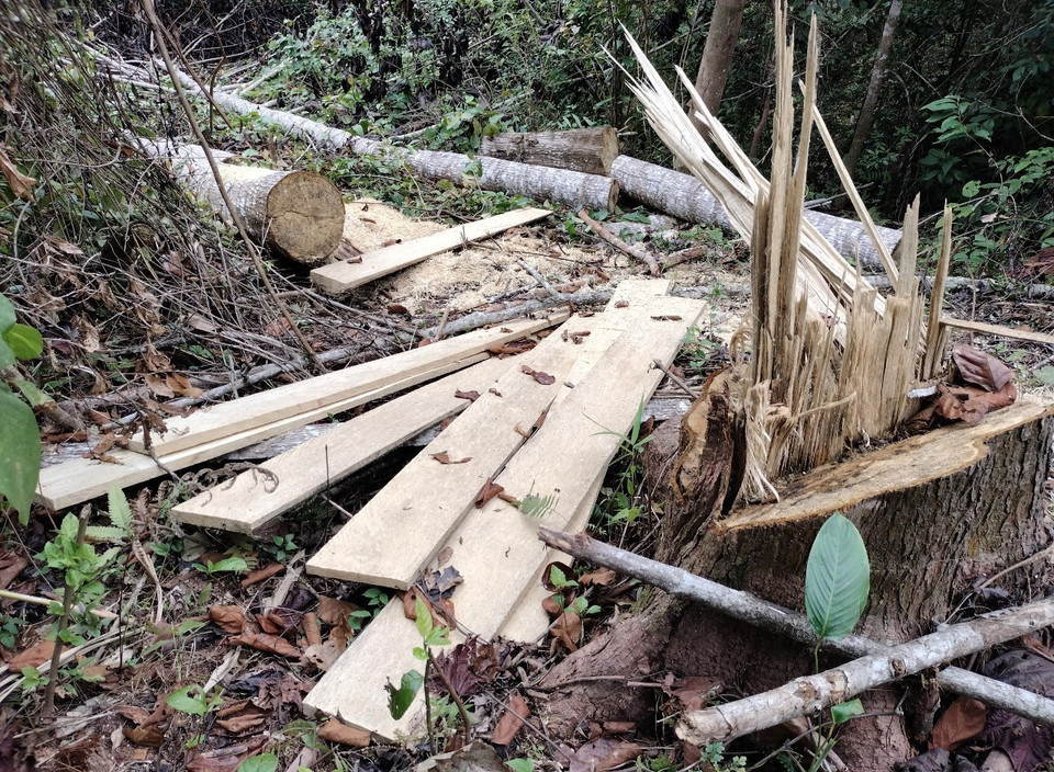 Vô số những tấm gỗ đã sơ chế thành phẩm cùng các lóng gỗ còn nằm lại hiện trường, chưa bị lâm tặc vận xuất trong vụ phá rừng trái phép xảy ra trên địa bàn xã Quảng Lâm, huyện Mường Nhé, tỉnh Điện Biên. (Ảnh: Xuân Tiến/TTXVN)