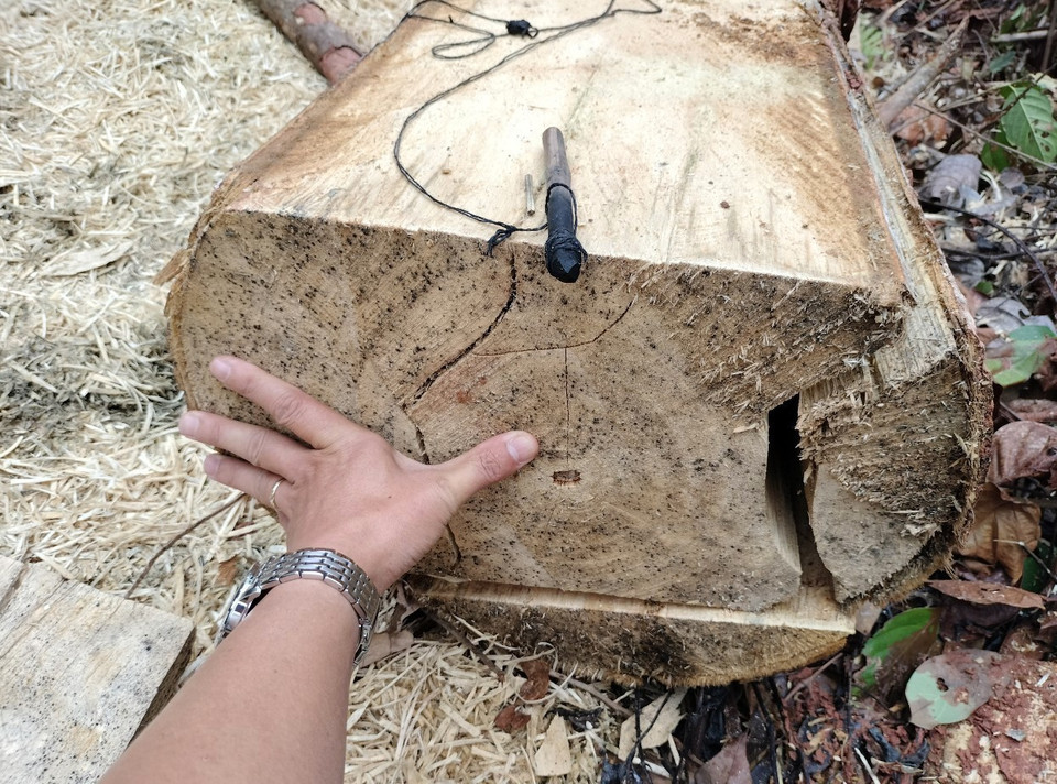 Một thân cây lâm tặc chưa xẻ hết còn nằm tại hiện trường vụ phá rừng trái phép trên đia bàn xã Quảng Lâm, huyện Mường Nhé, tỉnh Điện Biên. (Ảnh: Xuân Tiến/TTXVN)