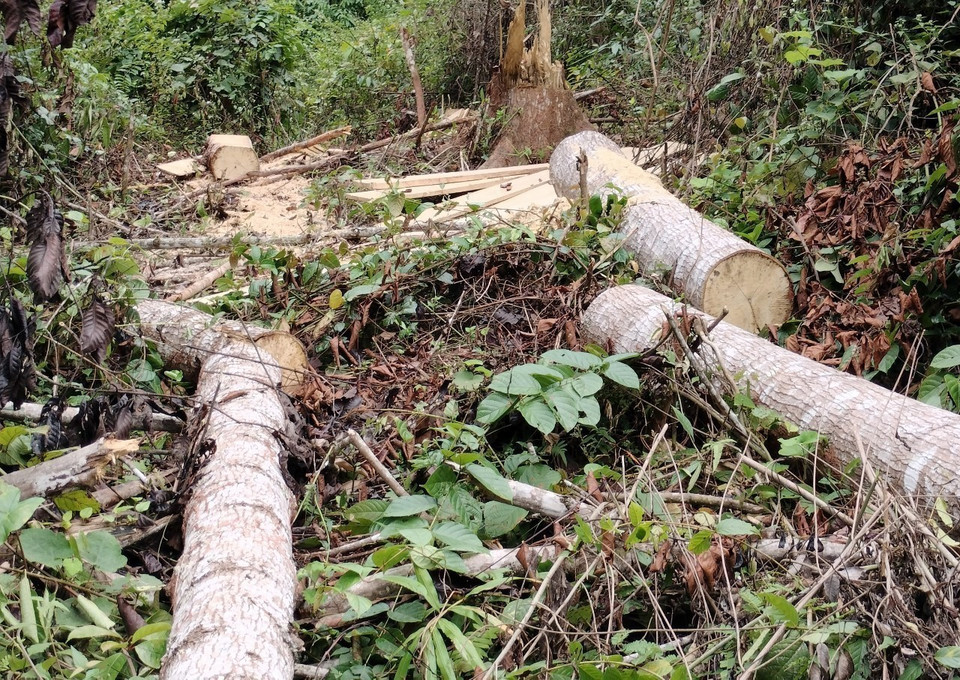 La liệt những lóng gỗ còn nằm tại hiện trường. (Ảnh: Xuân Tiến/TTXVN)