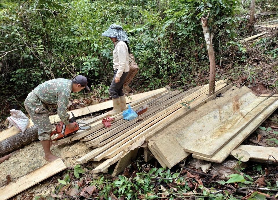 Hàng chục tấm ván mà lâm tặc đã sơ chế thành phẩm còn nằm chất đống trong rừng. (Ảnh: Xuân Tiến/TTXVN)