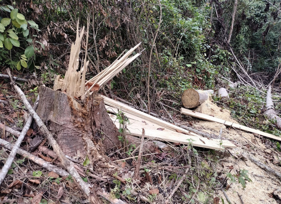 Lâm tặc ngang nhiên cưa hạ cây, sơ chế gỗ thành phẩm nằm trong rừng, cách tỉnh lộ 4H khoảng gần 300m. (Ảnh: Xuân Tiến/TTXVN)
