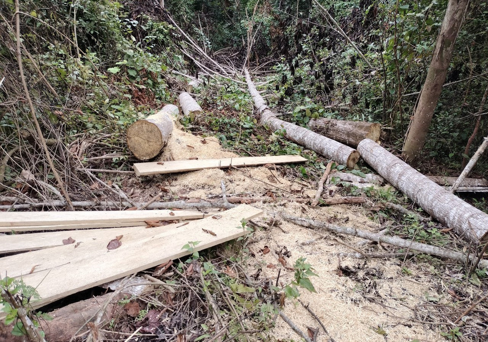 Hiện trường một vụ khai thác gỗ trái pháp luật quy mô lớn trên địa bàn bản Quảng Lâm, xã Quảng Lâm, huyện Mường Nhé, tỉnh Điện Biên. (Ảnh: Xuân Tiến/TTXVN)