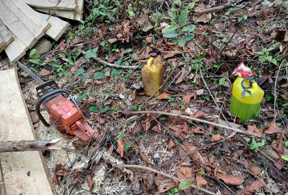 Để cưa hạ, sơ chế gỗ được nhanh, lâm tặc đã dùng loại cưa xăng có công suất lớn - lưỡi cưa to, dài. (Ảnh: Xuân Tiến/TTXVN)