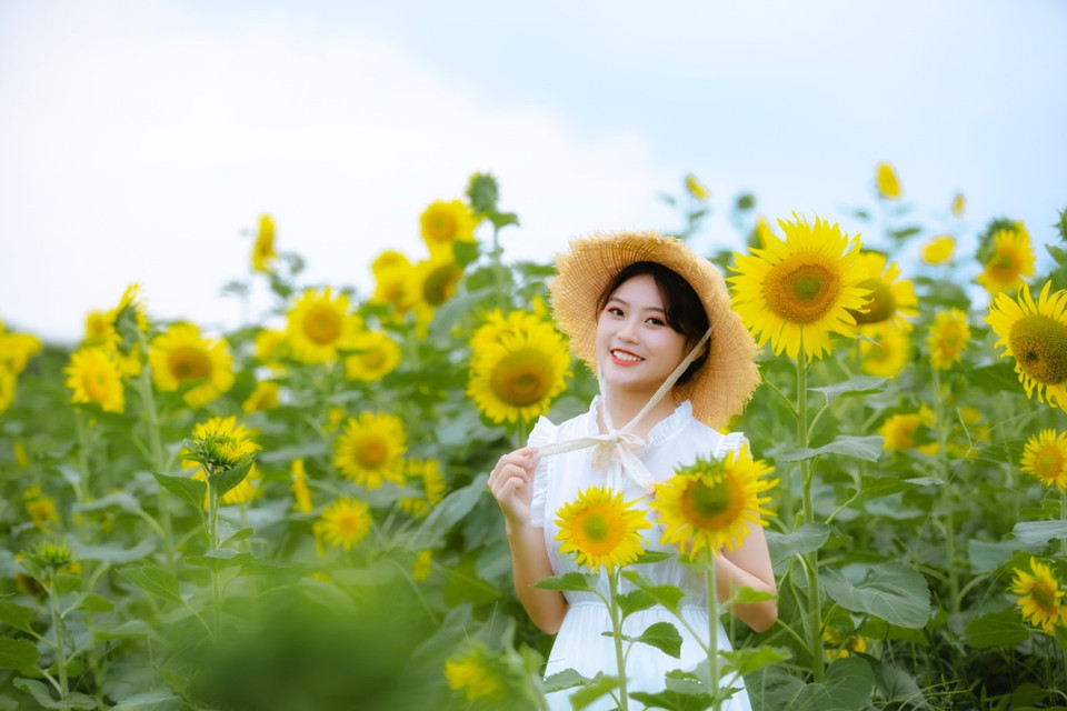 Sớm cuối tuần, nhiều bạn trẻ vội vã rời trung tâm, rủ nhau khám phá cánh đồng hướng dương vừa bừng nở. Trong nắng vàng đầu Thu, cánh đồng hướng dương khoe sắc bên hồ nước mát trong vẫn là điểm đến thu hút hàng trăm du khách/ngày.