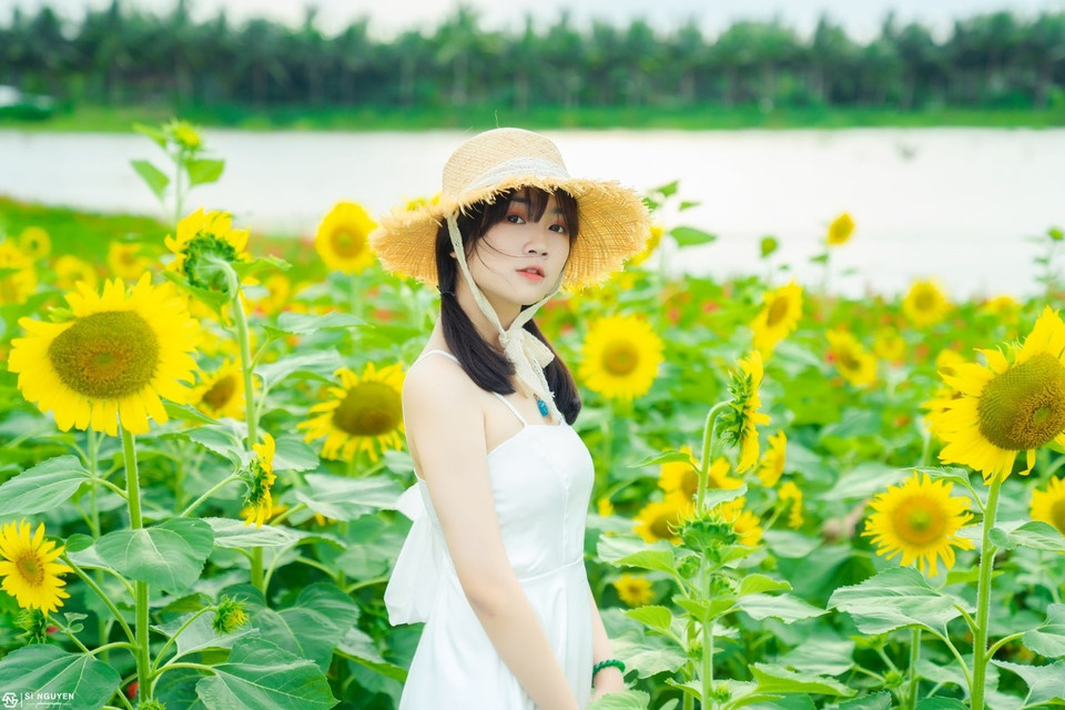 Cánh đồng hướng dương của Ecopark nằm trên triền dốc thoai thoải, cạnh một hồ nước trong vắt dưới nắng Thu. Vừa ngắm những thảm hoa vàng rực rỡ vừa hít hà không khí trong lành nơi đây khiến lòng ta thư thái, nhẹ nhàng, tạm gác lại những bon chen, xô bồ của đô thị.