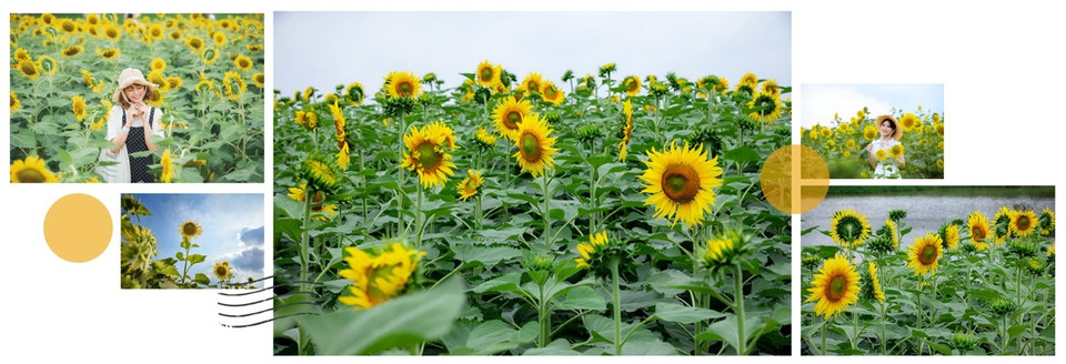 Những ngày tháng Tám vừa đi qua, khi sức hút của những con đường phủ đầy hoa giấy trải dọc Ecopark chưa hạ nhiệt thì giữa thành phố triệu cây xanh lại xuất hiện một đồi hoa hướng dương đua nhau khoe sắc. 