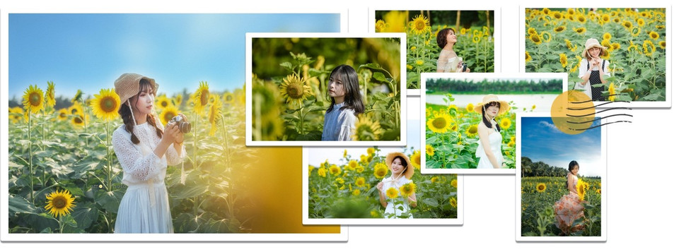 Hướng dương tại cánh đồng hoa Ecopark là giống hoa nhập khẩu từ Thái Lan có thân cây cao, đường kính bông lên đến 30cm. Tại vườn hoa có bố trí cả những tiểu cảnh, các bậc thang lên xuống để du khách dễ dàng tạo dáng chụp hình.