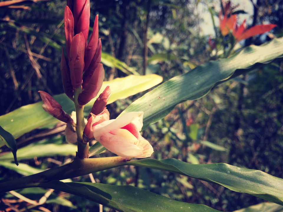 Những bông hoa rừng hiếm hoi. (Ảnh: Xuân Mai/Vietnam+)