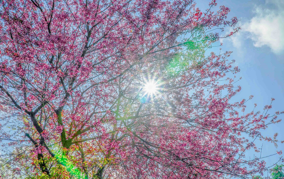 Hoa Tớ Dày lung linh trong nắng. (Ảnh: Xuân Tư/TTXVN)