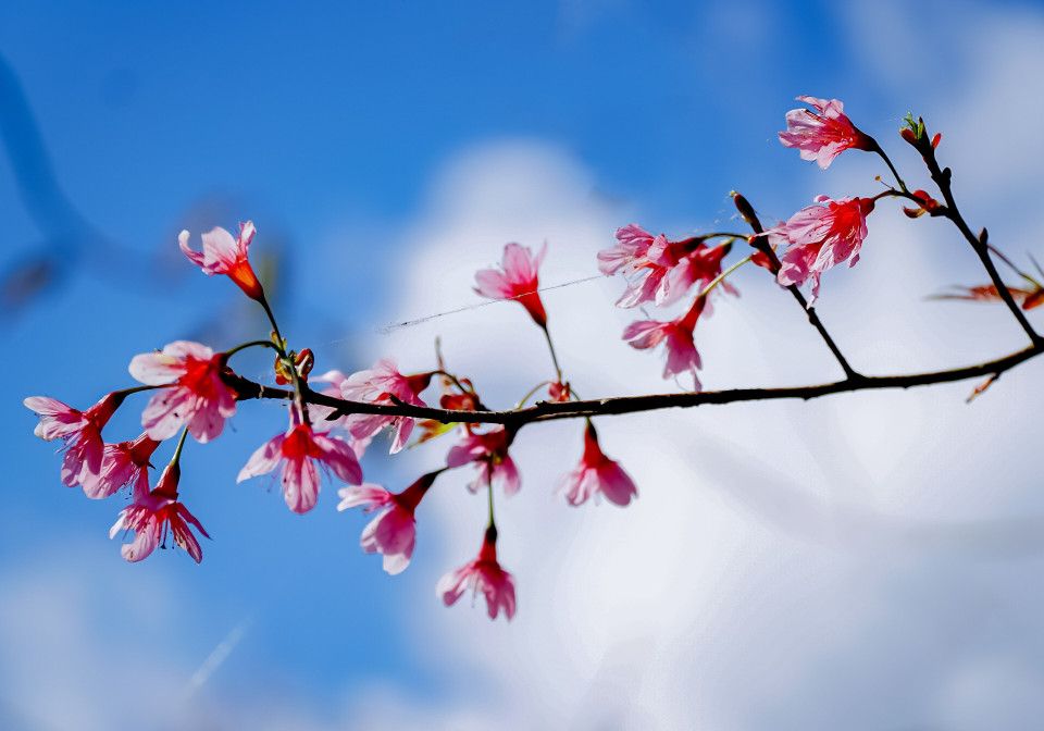 Hoa Tớ Dày mang vẻ đẹp đặc trưng của núi rừng Tây Bắc. (Ảnh: Xuân Tư/TTXVN)