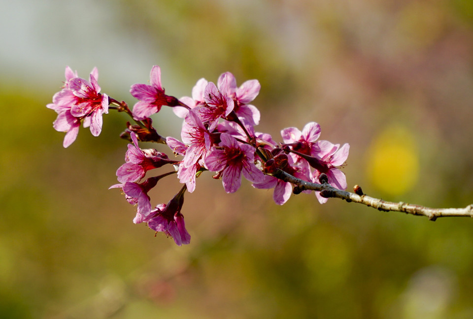 Hoa chỉ có năm cánh hồng đậm với nhụy dài đỏ. (Ảnh: Xuân Tư/TTXVN)