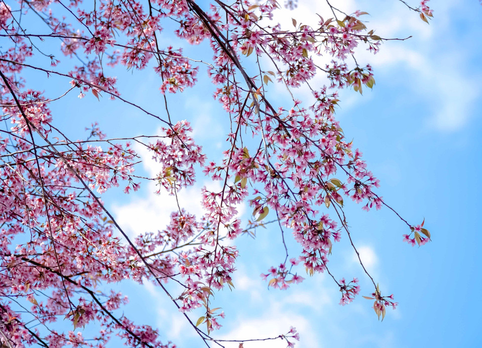 Hoa Tớ Dày khoe sắc giữa mây trời. (Ảnh: Xuân Tư/TTXVN)