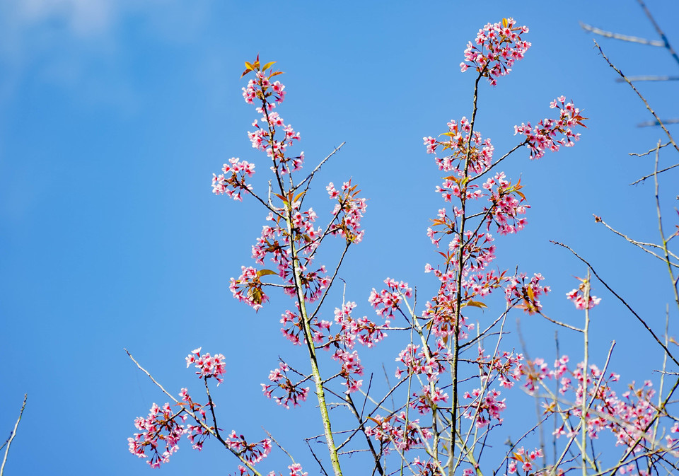 Tại tỉnh Điện Biên, hoa Tớ Dày tập trung nhiều ở các huyện: Điện Biên Đông, Mường Chà, Tủa Chùa... (Ảnh: Xuân Tư/TTXVN)