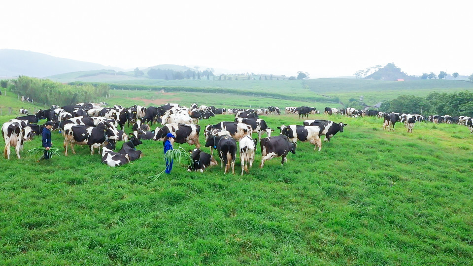 Mục tiêu của Vinamilk và Mộc Châu Milk hướng tới là đưa Mộc Châu trở thành thủ phủ chăn nuôi bò sữa công nghệ cao của Việt Nam, góp phần thúc đẩy sự phát triển của kinh tế, du lịch, khai thác tối đa tiềm năng, lợi thế của địa phương, với mục tiêu xây dựng Sơn La nói riêng và vùng Tây Bắc nói chung theo hướng xanh, sạch và bền vững. (Nguồn: Vinamik)