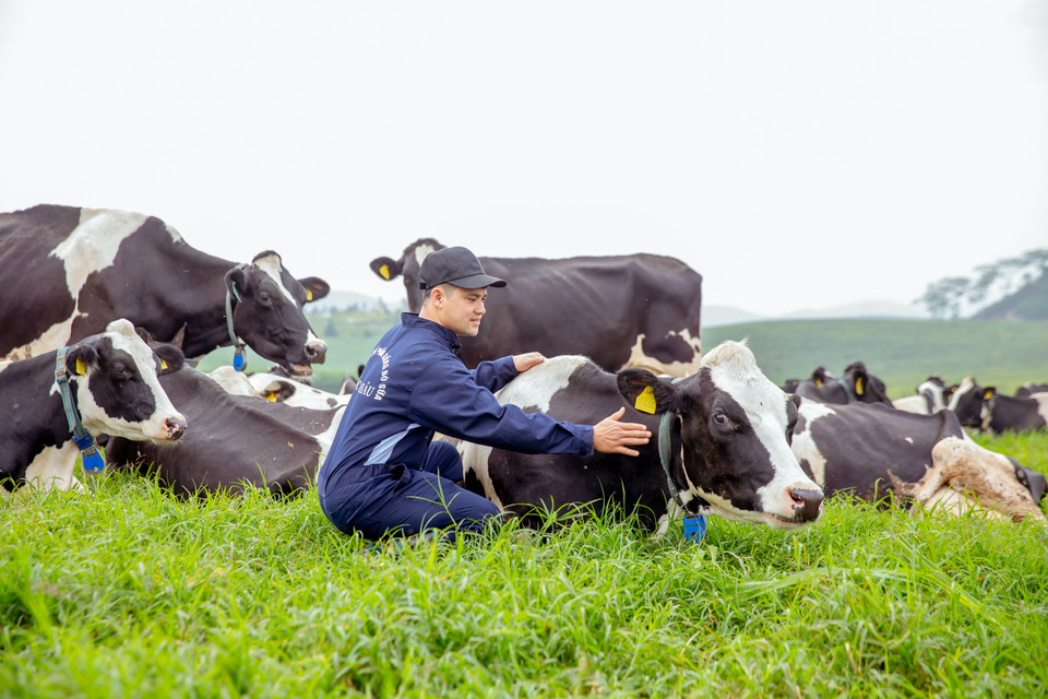 Những chú bò đẹp hiền lành trên thảm cỏ xanh như tranh vẽ...