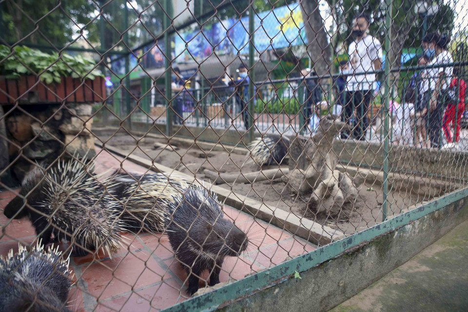 Lượng khách đến vườn thú Hà Nội giảm đáng kể. (Ảnh: Tuấn Đức/TTXVN)